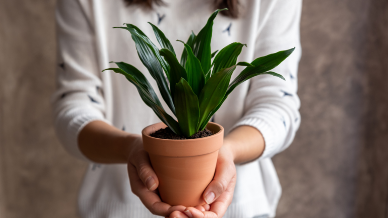 Dracena w mieszkaniu pielęgnacja, podlewanie, odmiany
