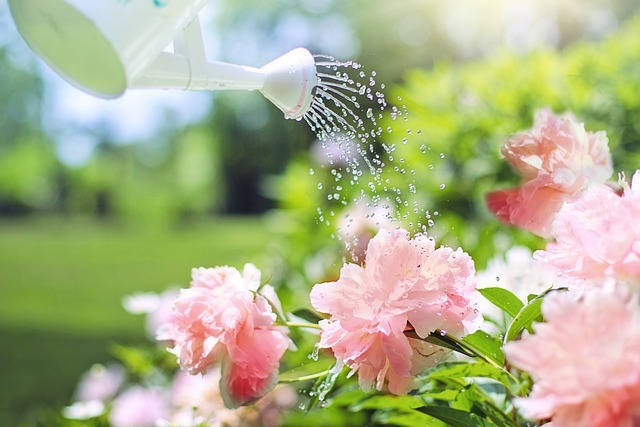 Jak zbierać deszczówkę w ogrodzie